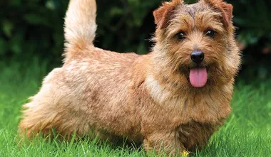 Norfolk Terrier