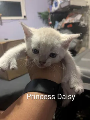 Princess Daisy