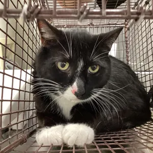 Tuxedo