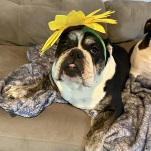 Priscilla & Elvis - adopt together as a bonded pair