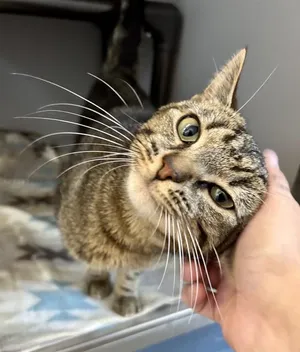 CHATTER BOX