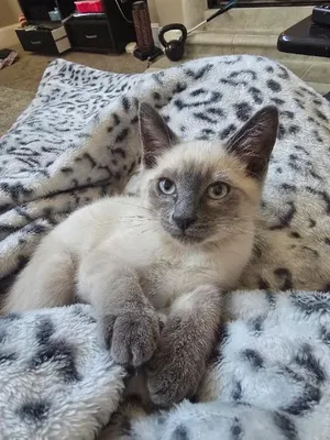 Pickle