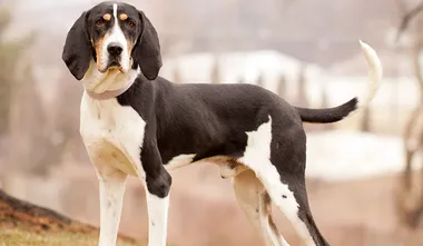 Treeing Walker Coonhound