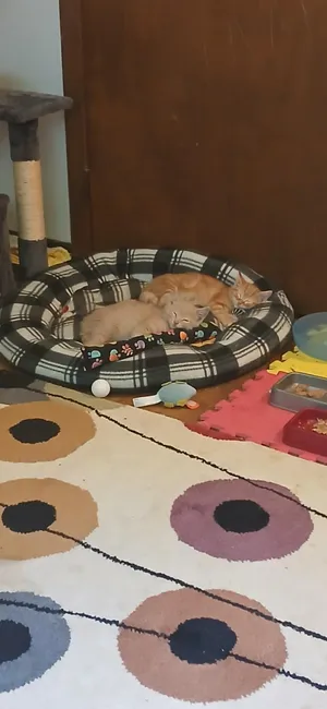 Milo