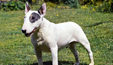 Bull Terrier