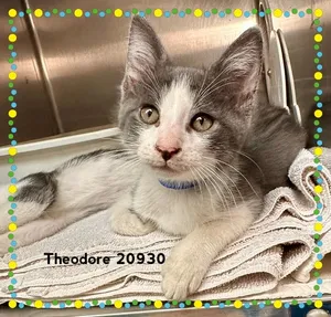 THEODORE (see also SIMON & ALVIN)