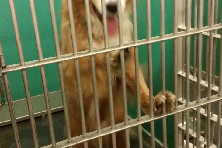 De Kalb County Animal Shelter