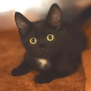 Pepper