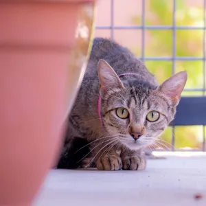 Working Cat- Marcia