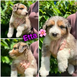 Etta
