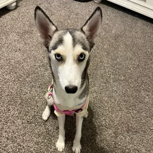 Elsa is looking for a foster and adopter