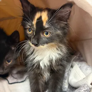 Amy