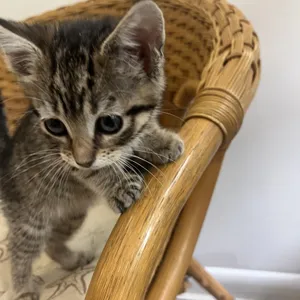 Finnley