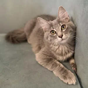 Pepper
