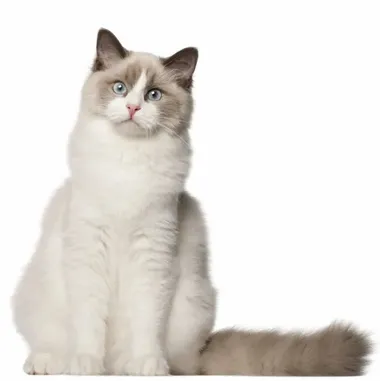 Ragdoll