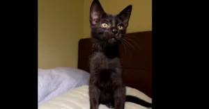 Chimuelo