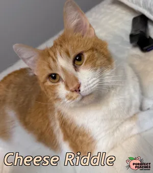 Cheese Riddle