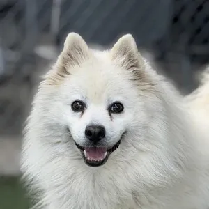 Oso