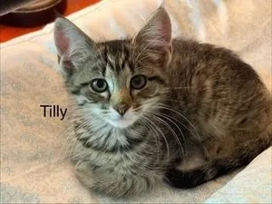 Tilly