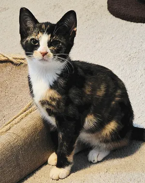 Nova