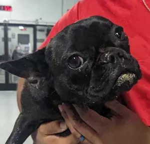 Frenchy~FOSTER or FOSTER TO ADOPT NEEDED