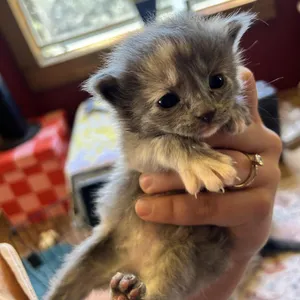 Kiwi