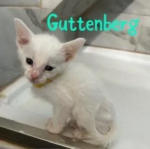 Guttenburg