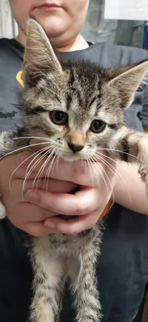 Penny