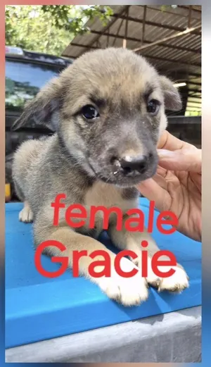 Gracie