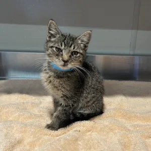 IVHS-Stray-139984