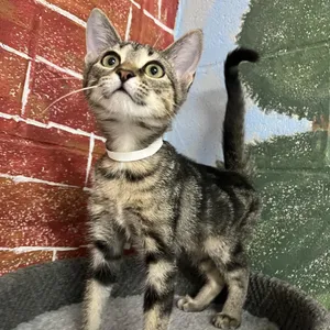 Tita
