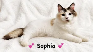 Sophia