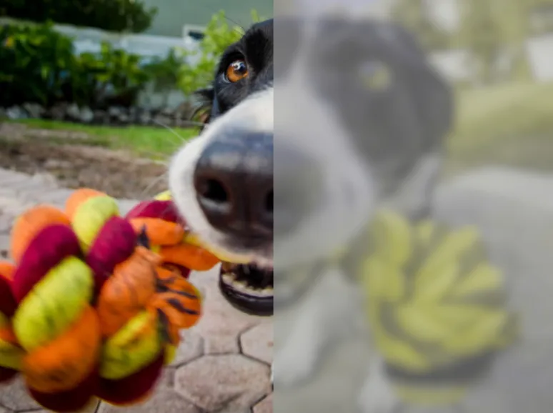 Is Puppy's Visual World Different From Yours?