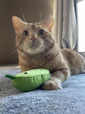 O'Malley