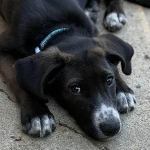 BALOO