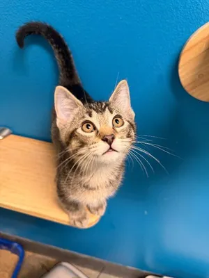 Mystery