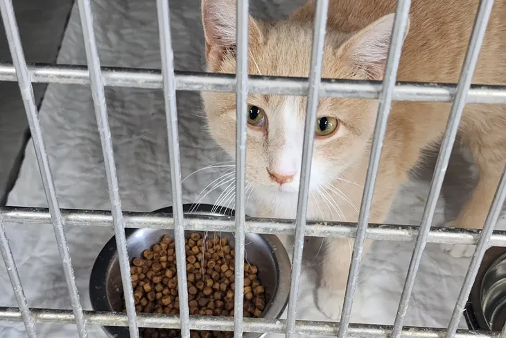 The Humane Society of Fulton County