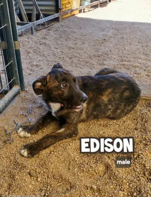 Edison