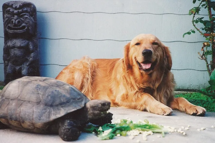 Pet Harbor