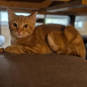 Chorizo