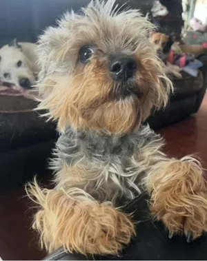 Mrs Wiggles