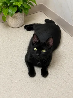Kitten (Kit)