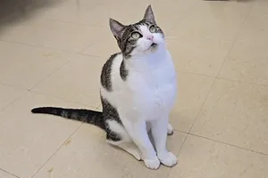 Hazel