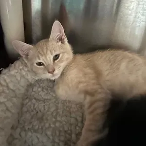 Toby