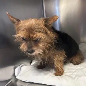 IVHS-Stray-140459