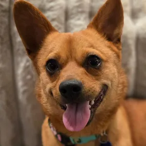 Paco