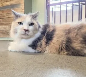 Tawni