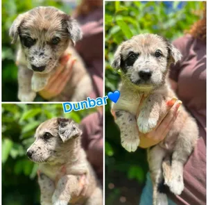 Dunbar