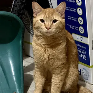 Chuck - orange cutie