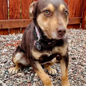 Piper
